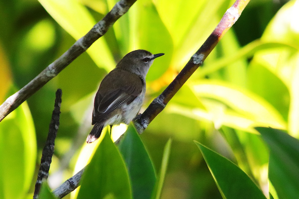 mangrovegerygone - ML641549868