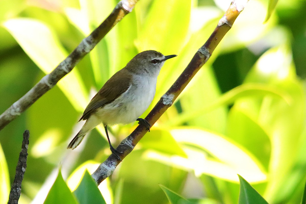 mangrovegerygone - ML641549869