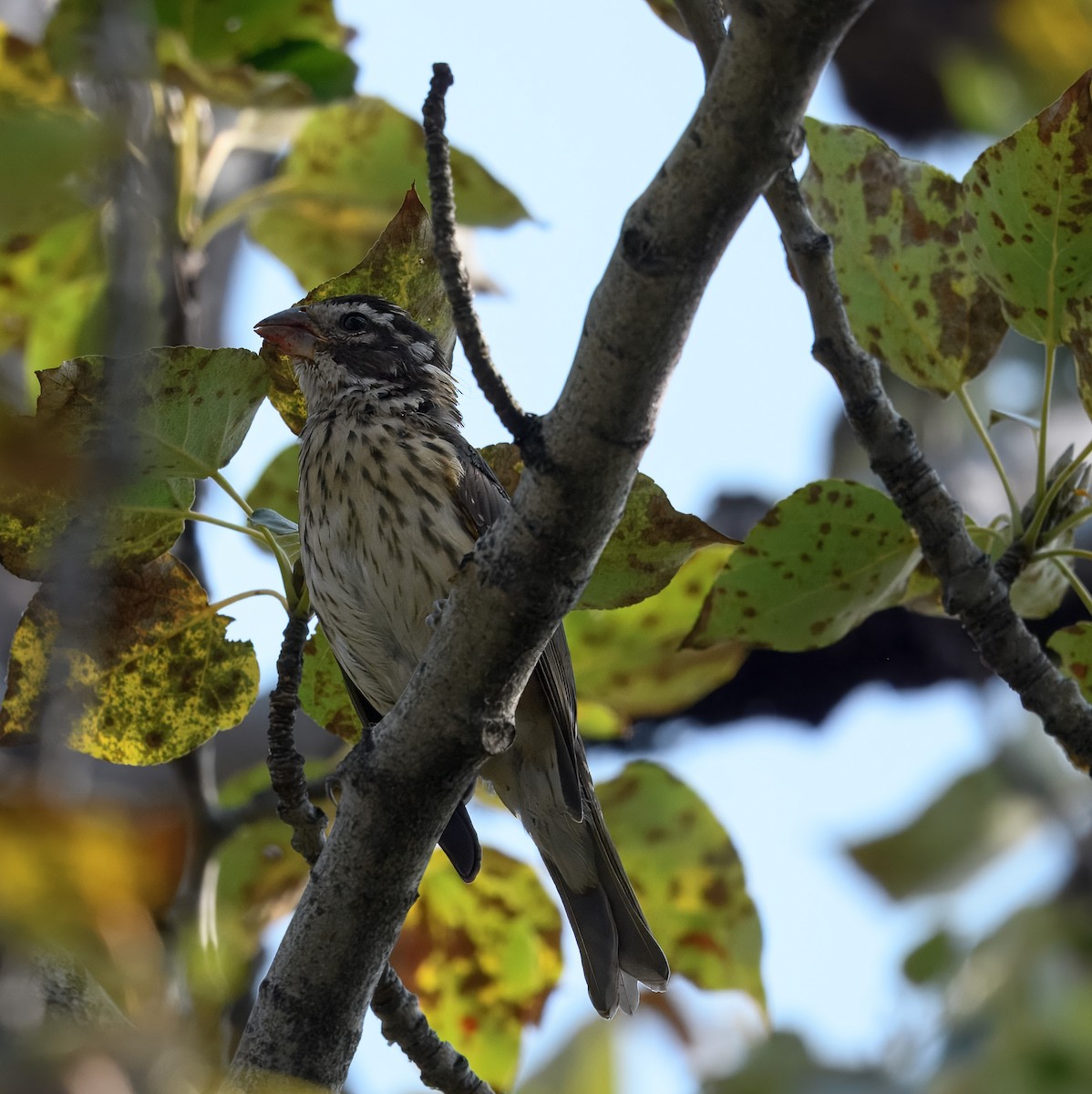 Rose-breasted Grosbeak - ML641549878