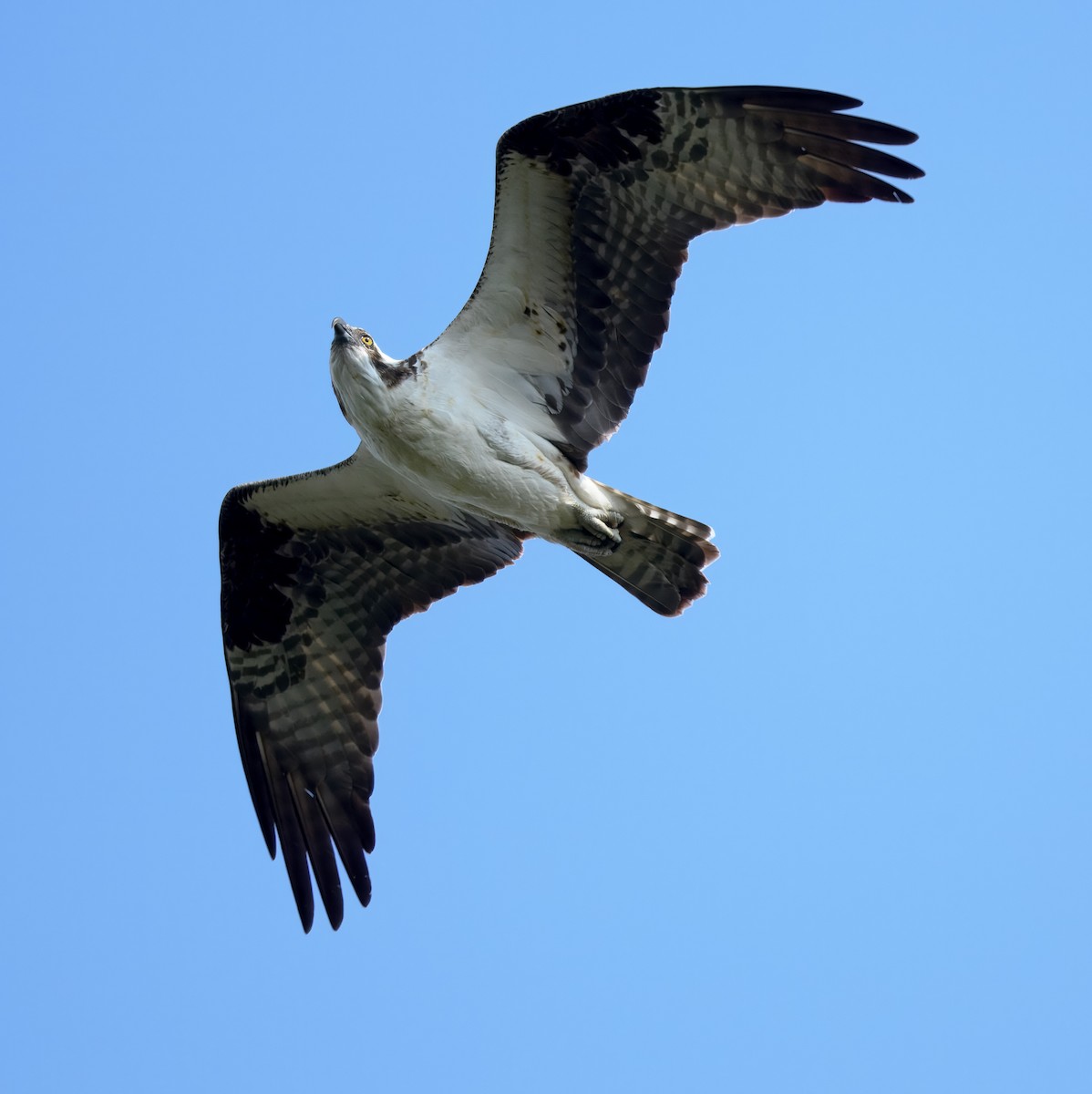 Osprey - ML641549886