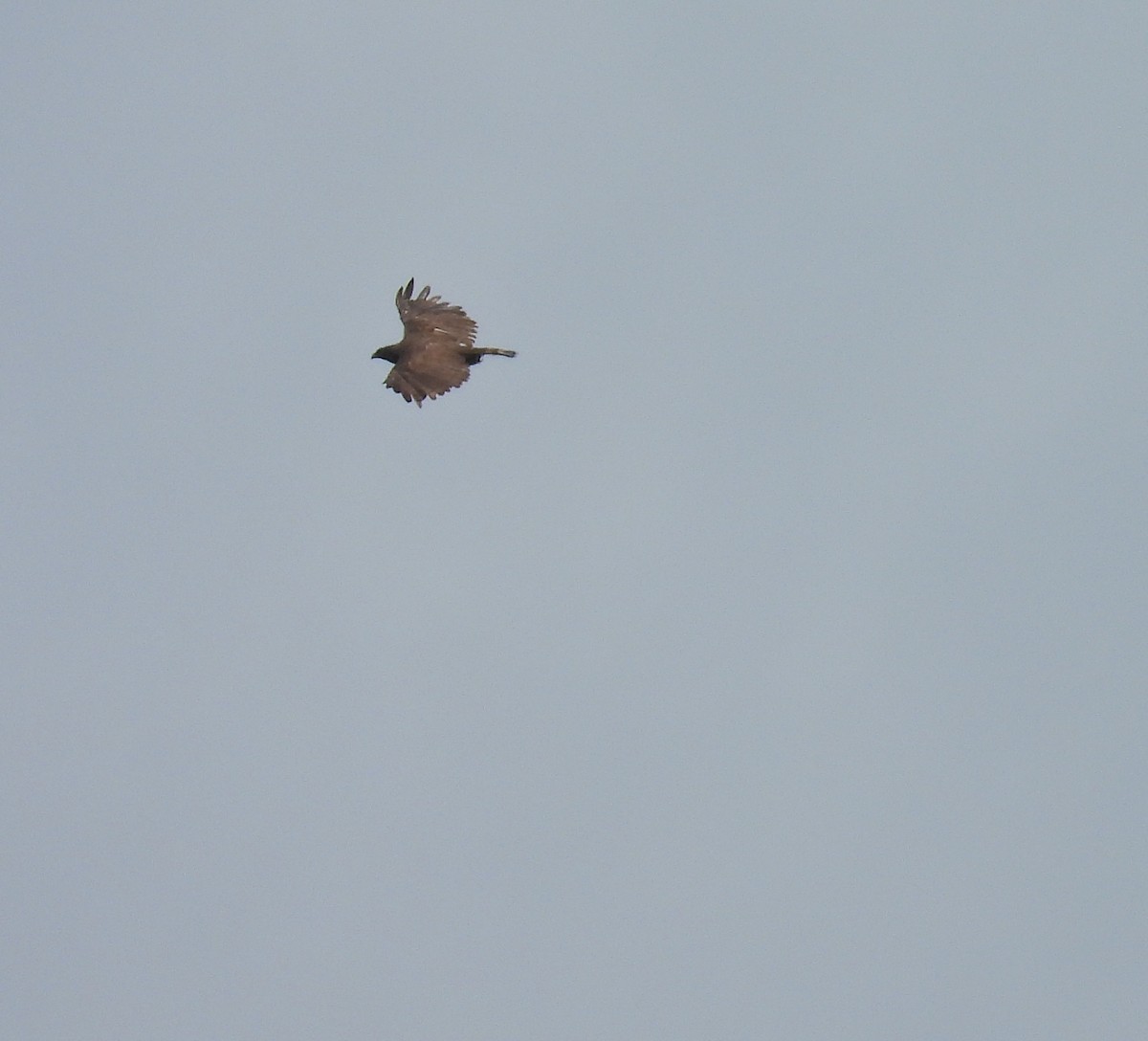Sulawesi Honey-buzzard - ML641549894