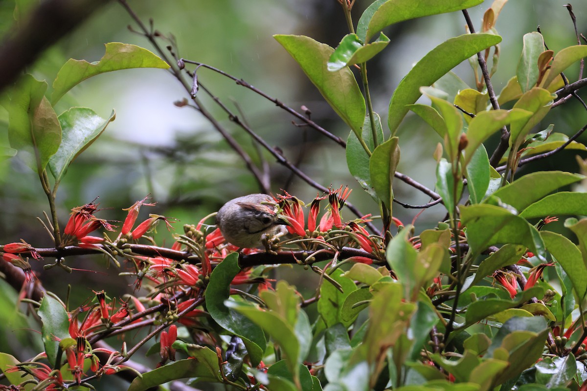 Taiwan Yuhina - ML641549972