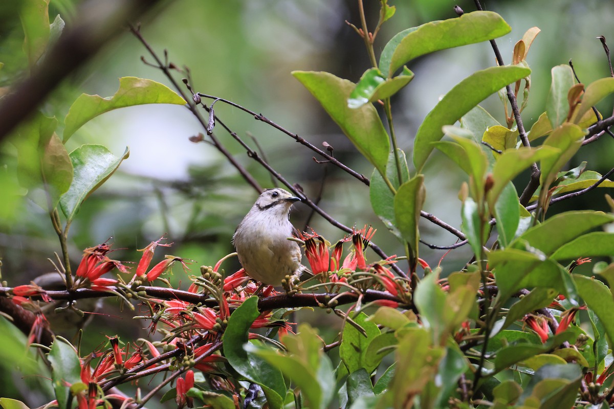 Taiwan Yuhina - ML641549976