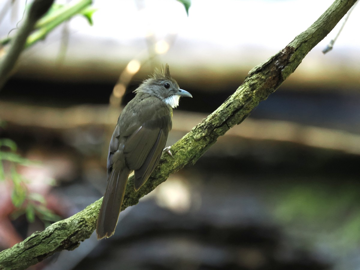 Ochraceous Bulbul - ML641549988