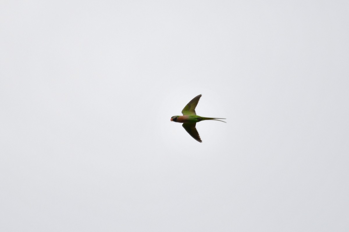 Red-breasted Parakeet - ML641550017