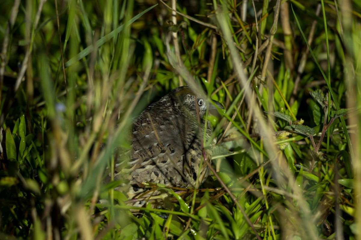 Barred Buttonquail - ML641550037