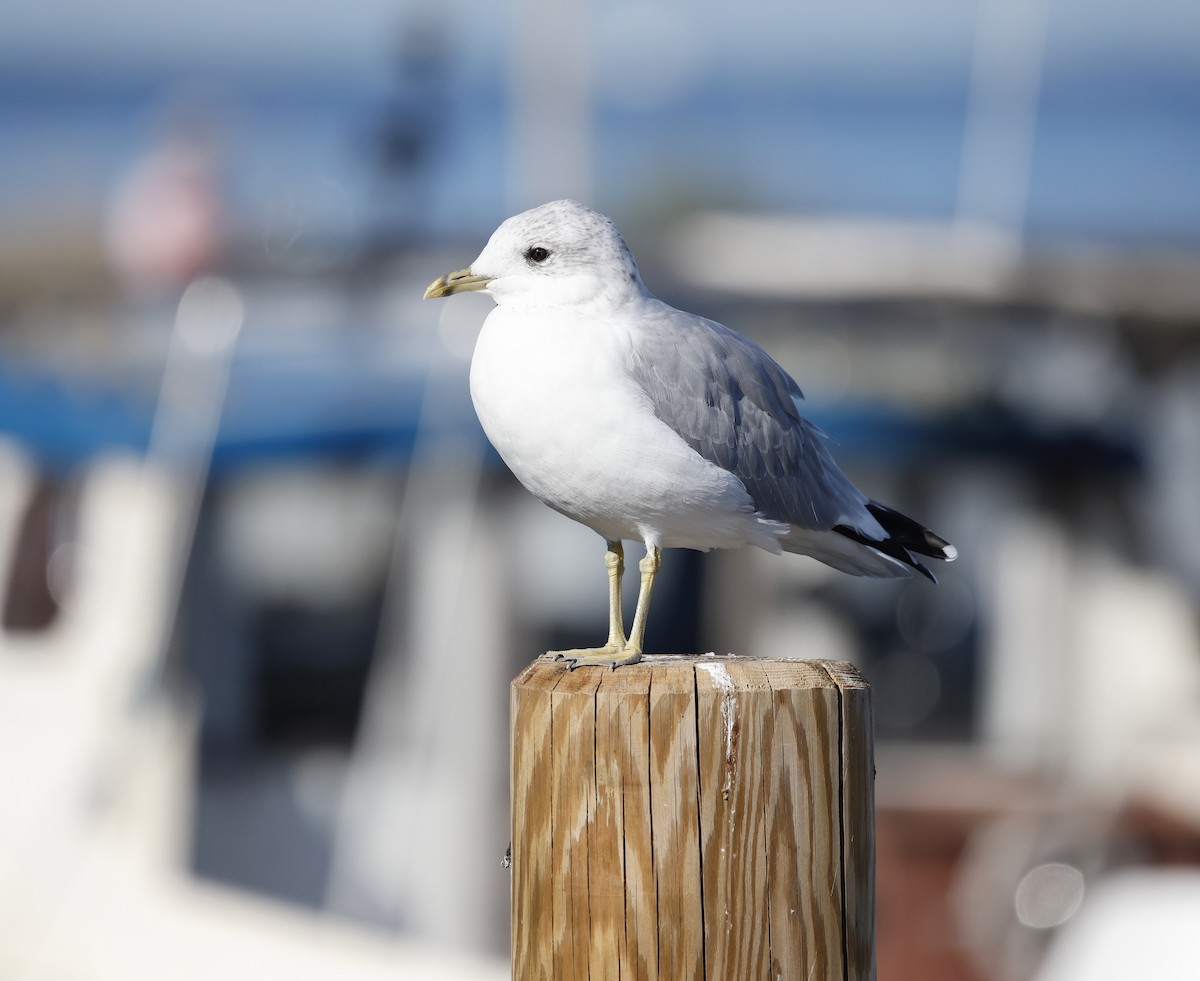 Common Gull (European) - ML641550040