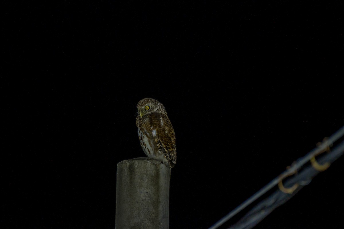 Asian Barred Owlet - ML641550046