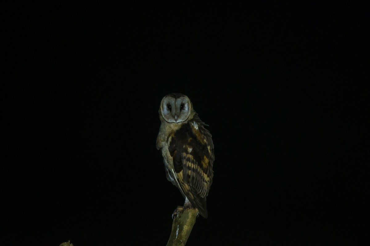 Australasian Grass-Owl - ML641550050