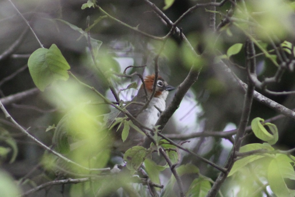 Rusty-crowned Ground-Sparrow - ML641550062