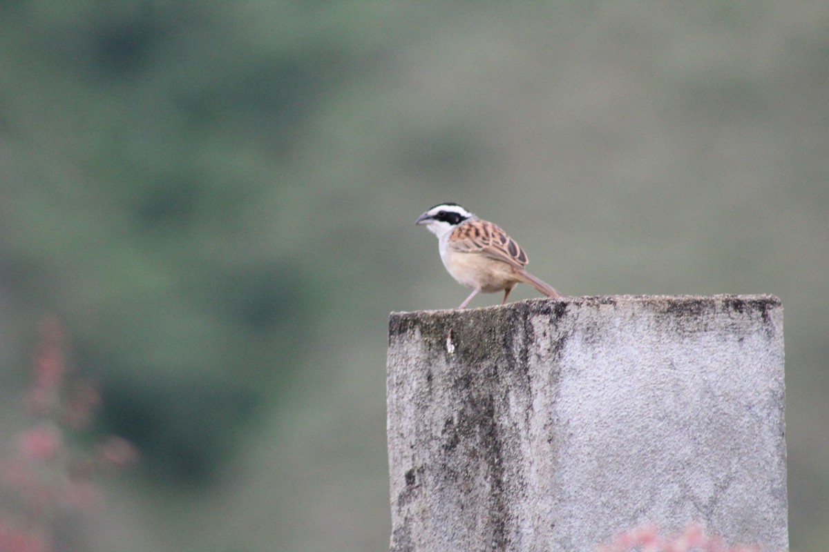 Stripe-headed Sparrow - ML641550069