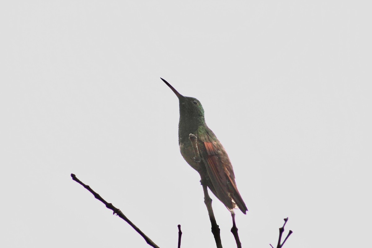 Berylline Hummingbird - ML641550094