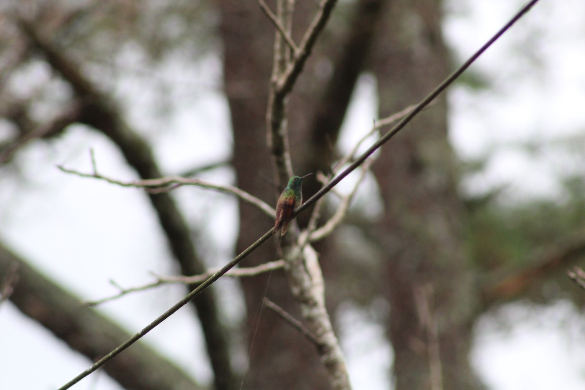 Berylline Hummingbird - ML641550095