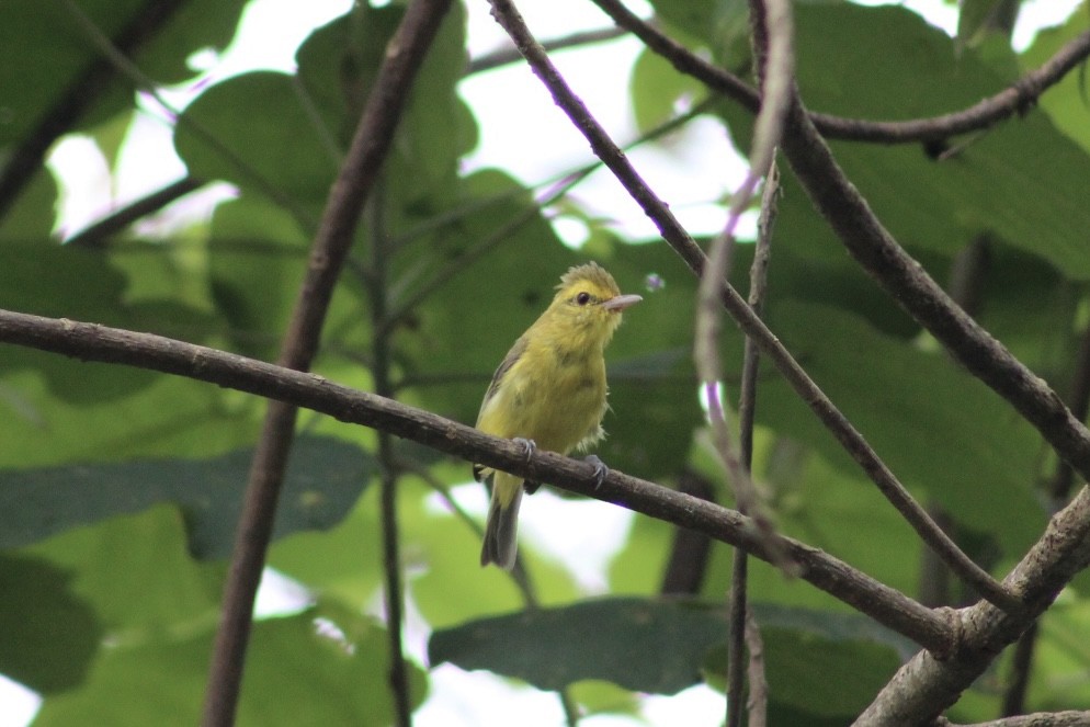 Golden Vireo - ML641550119