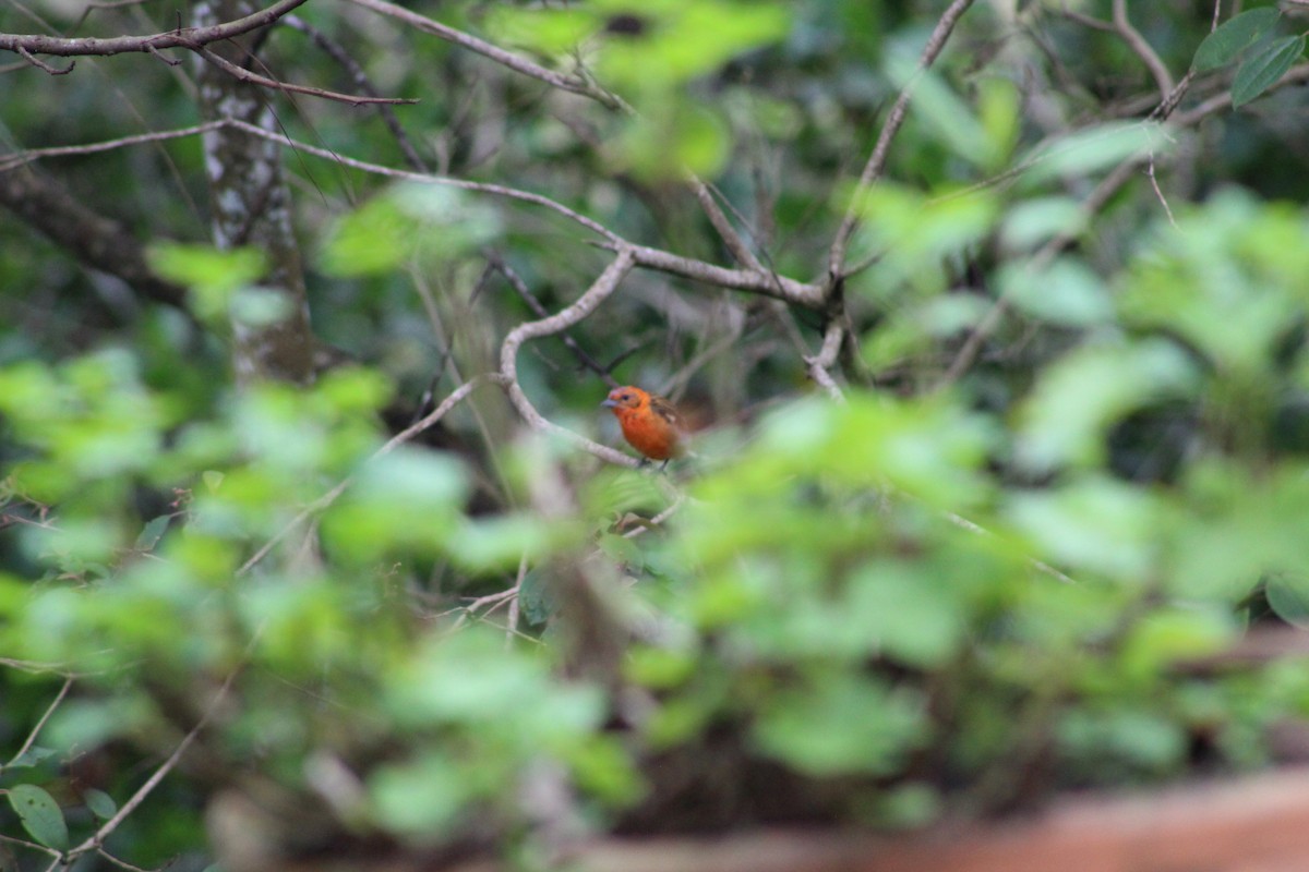 Flame-colored Tanager - ML641550120