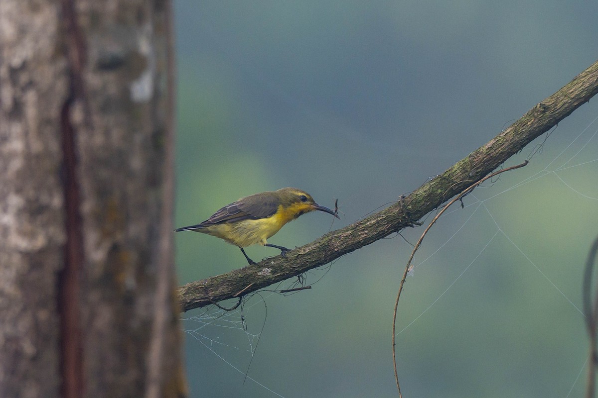 Ornate Sunbird (Cream-bellied) - ML641550125