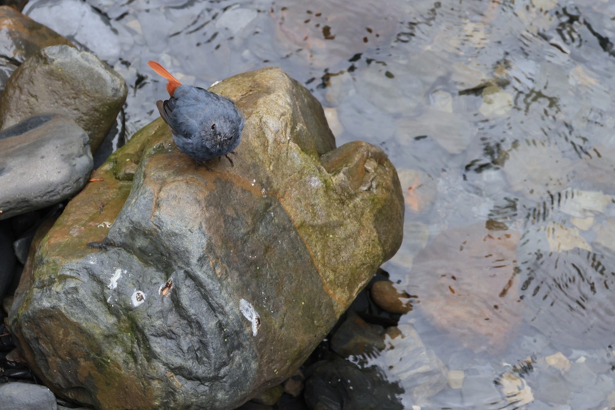 Plumbeous Redstart - ML641550126