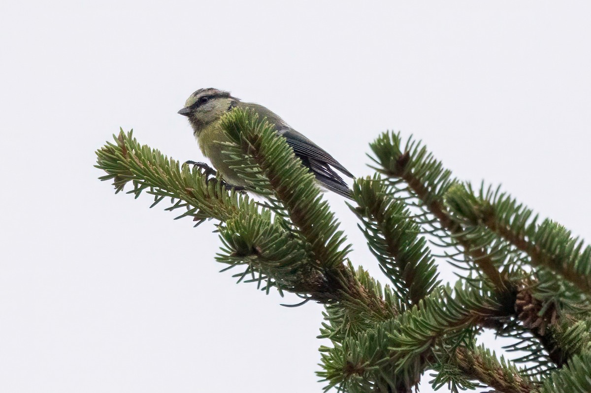 Eurasian Blue Tit - ML641550154