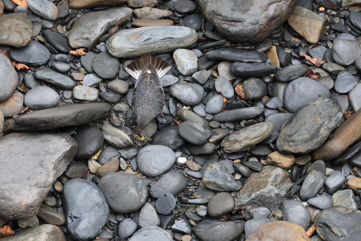 Plumbeous Redstart - ML641550174