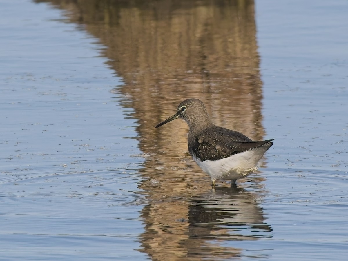 Waldwasserläufer - ML641550213