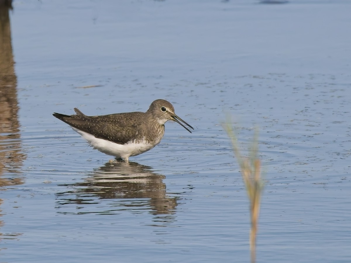 Waldwasserläufer - ML641550214