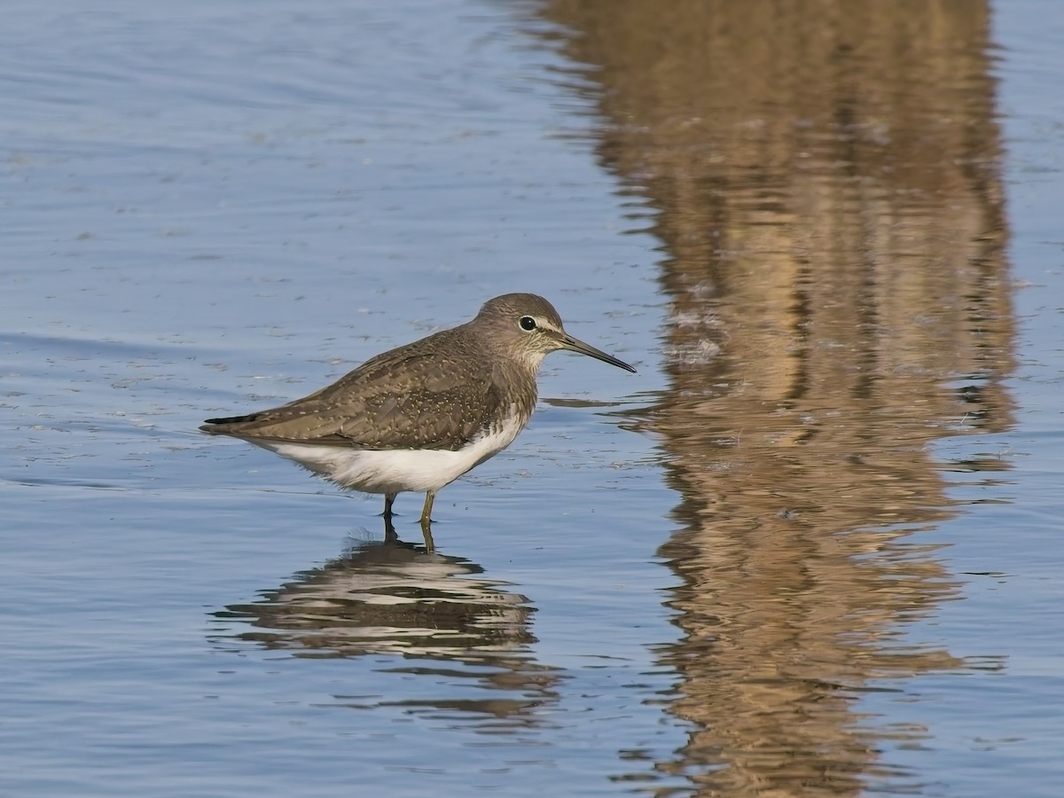 Waldwasserläufer - ML641550215