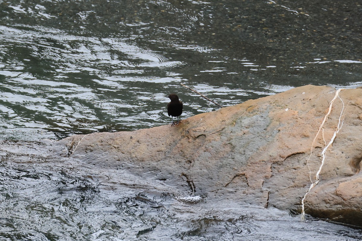 Brown Dipper - ML641550224
