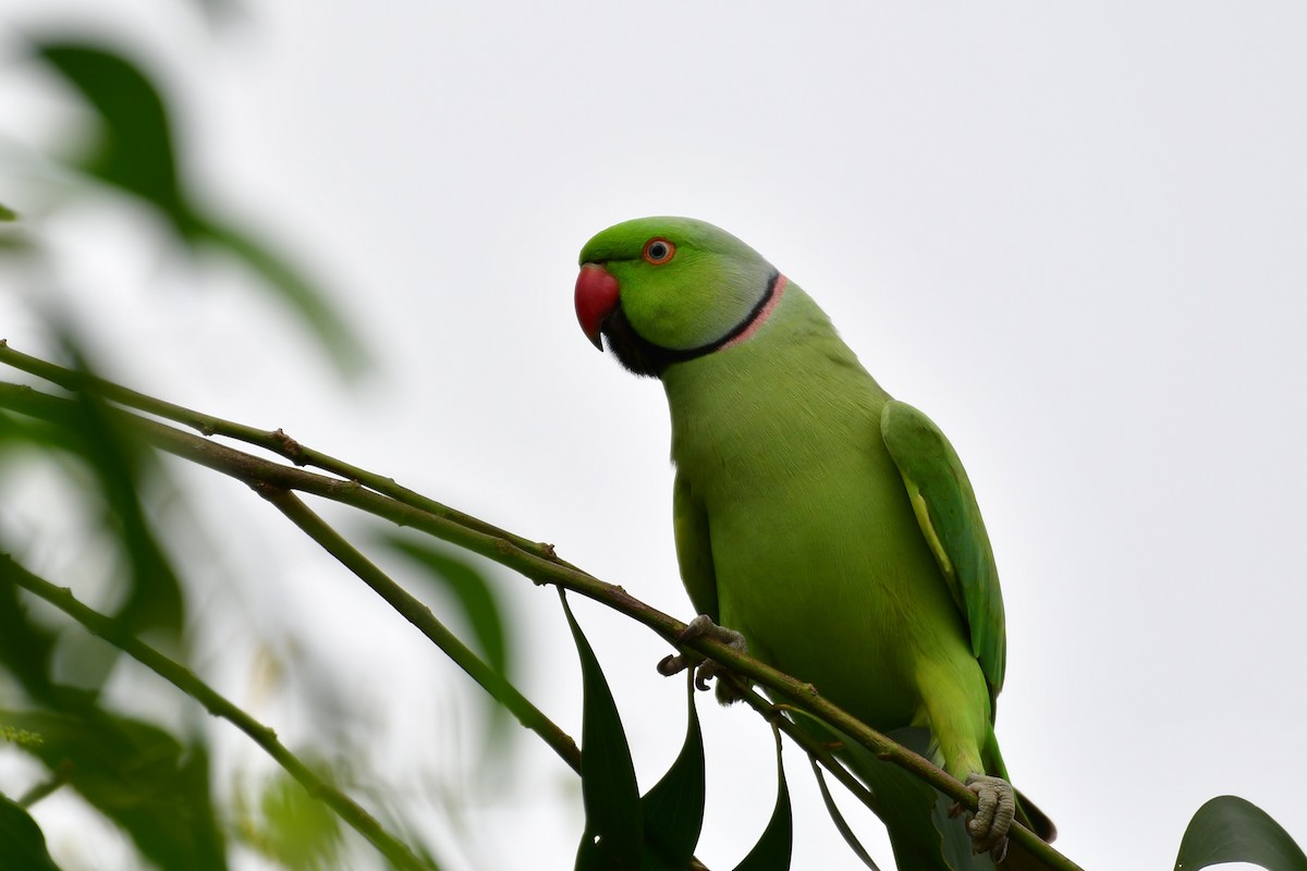 Rose-ringed Parakeet - ML641550225