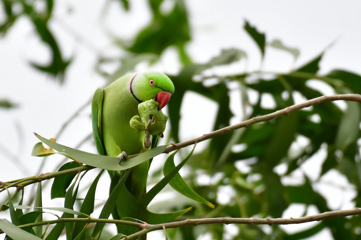 Rose-ringed Parakeet - ML641550226