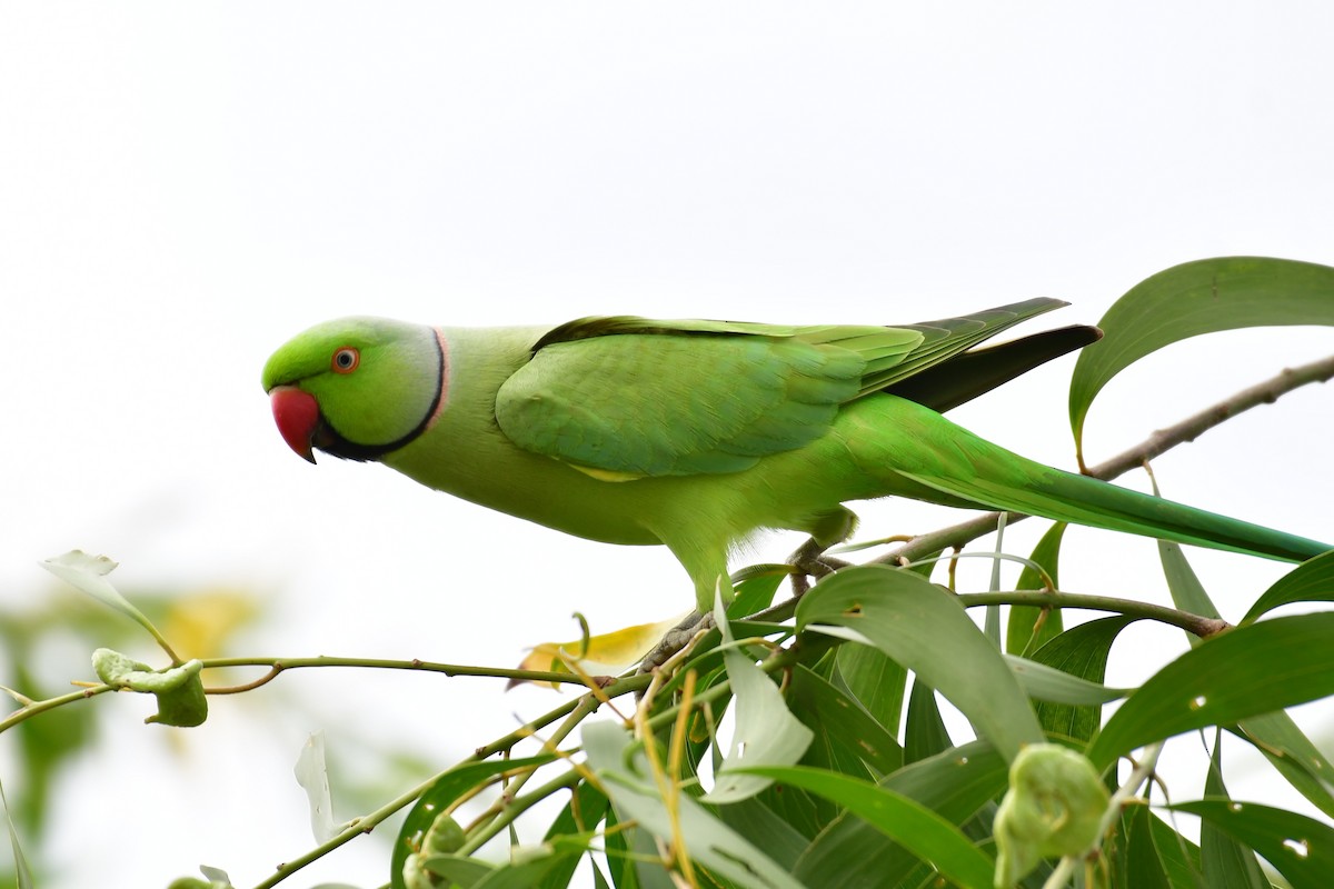 Rose-ringed Parakeet - ML641550227