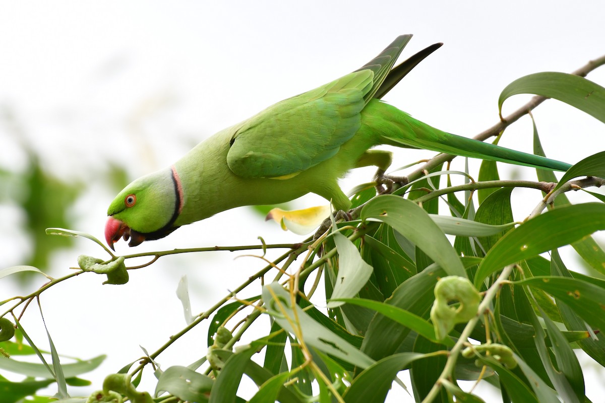 Rose-ringed Parakeet - ML641550228