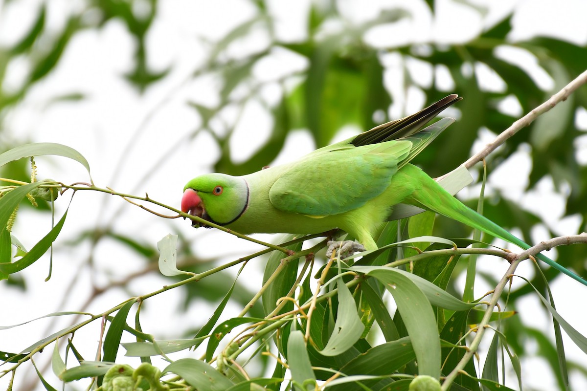 Rose-ringed Parakeet - ML641550229