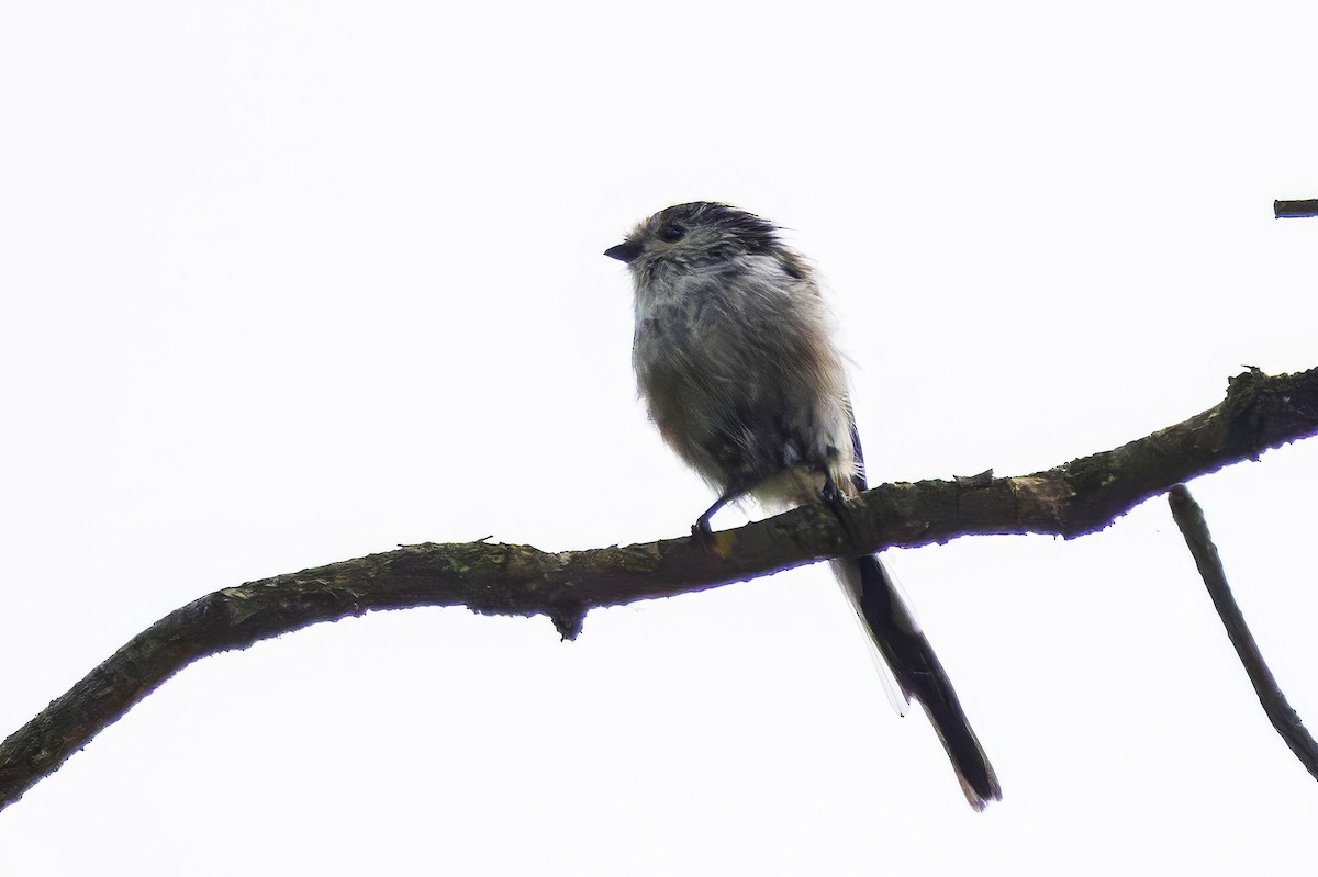 Long-tailed Tit - ML641550267