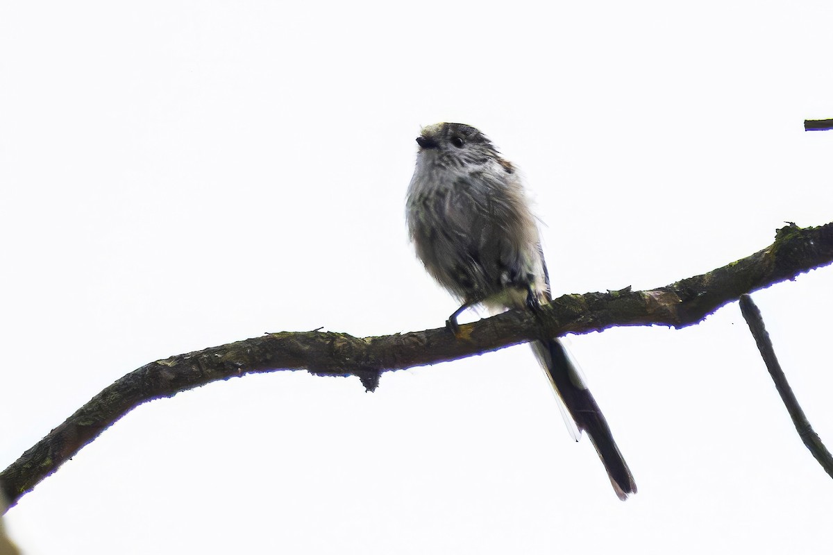 Long-tailed Tit - ML641550272