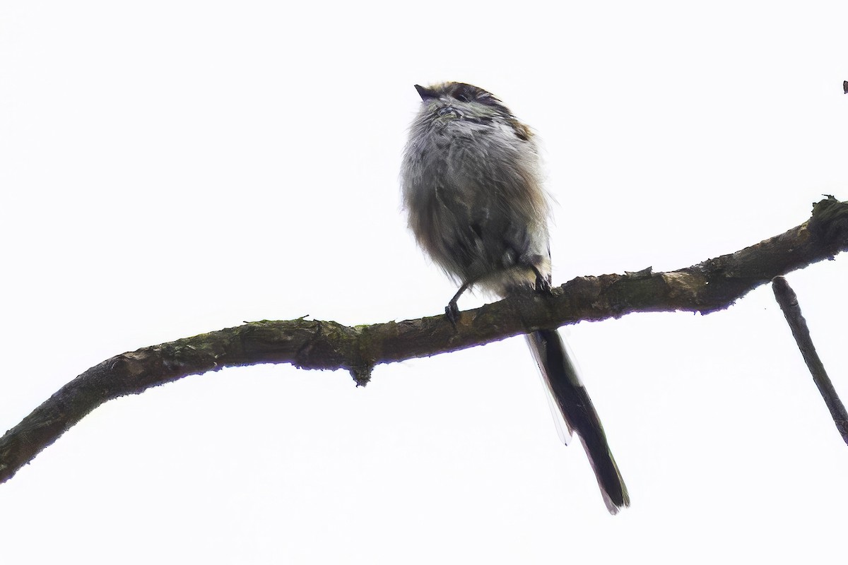 Long-tailed Tit - ML641550274