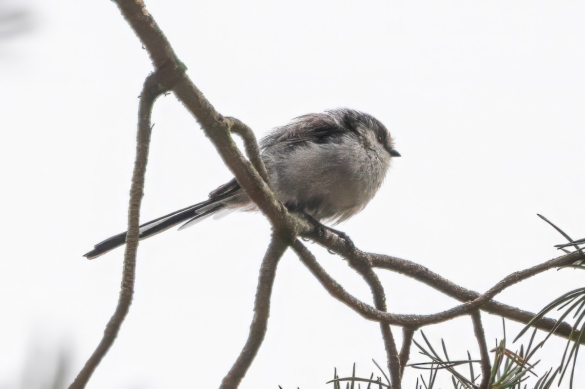 Long-tailed Tit - ML641550277