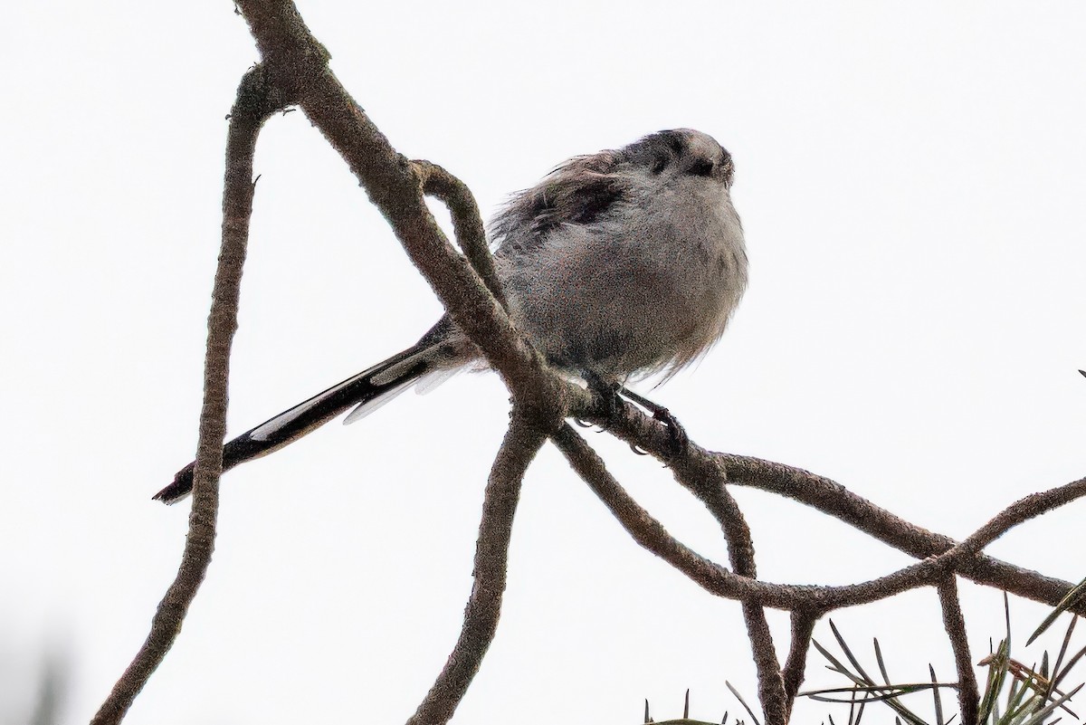 Long-tailed Tit - ML641550281