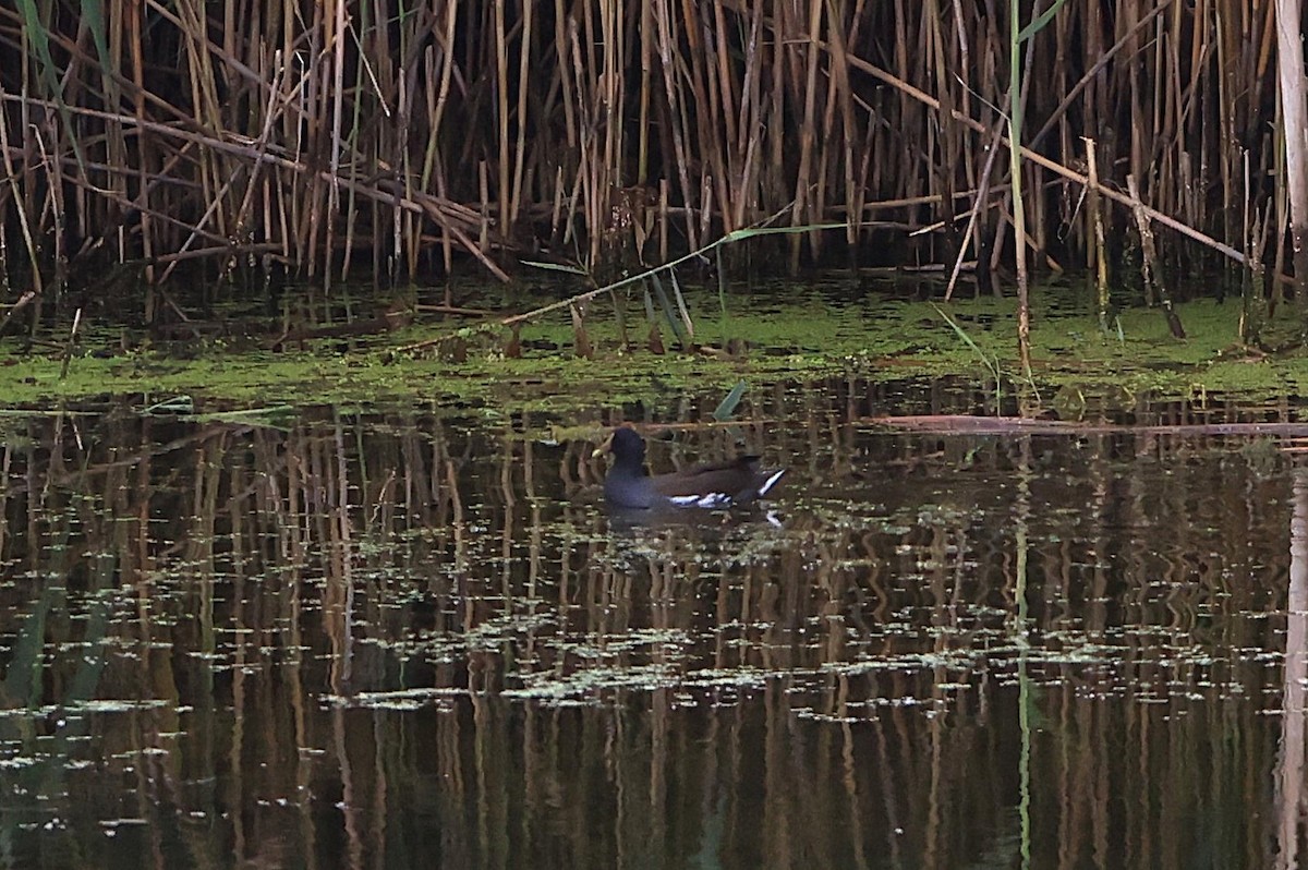 Common Gallinule - ML641550294