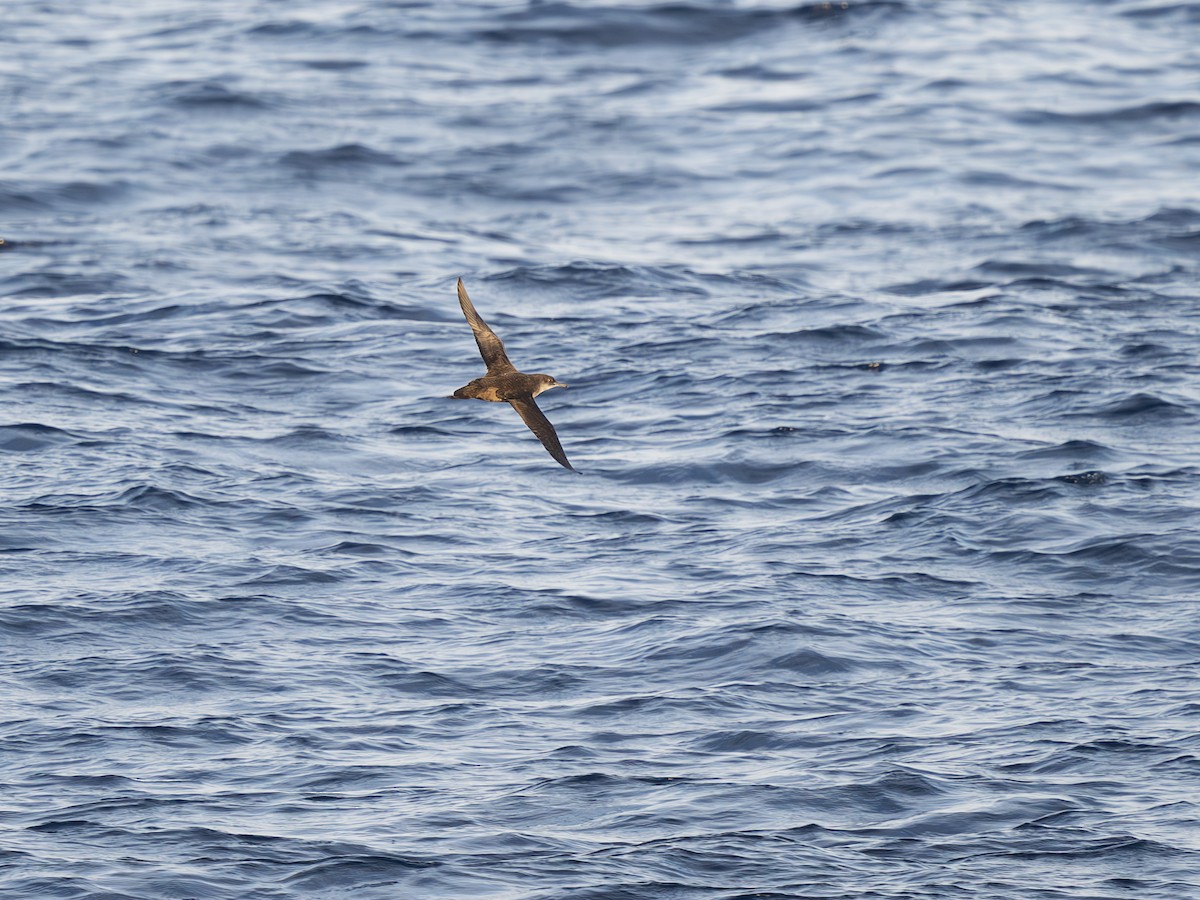 Balearic Shearwater - ML641550296