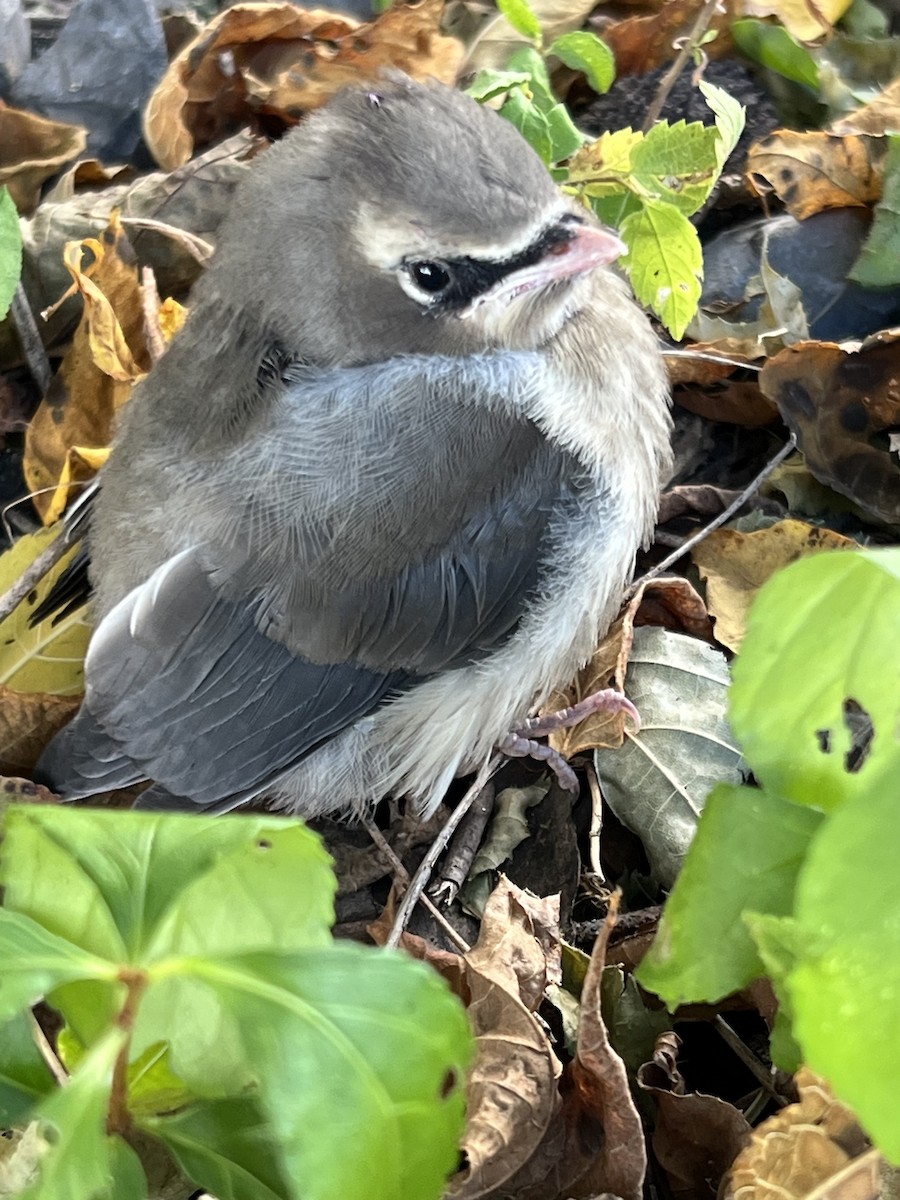 Cedar Waxwing - ML641550307