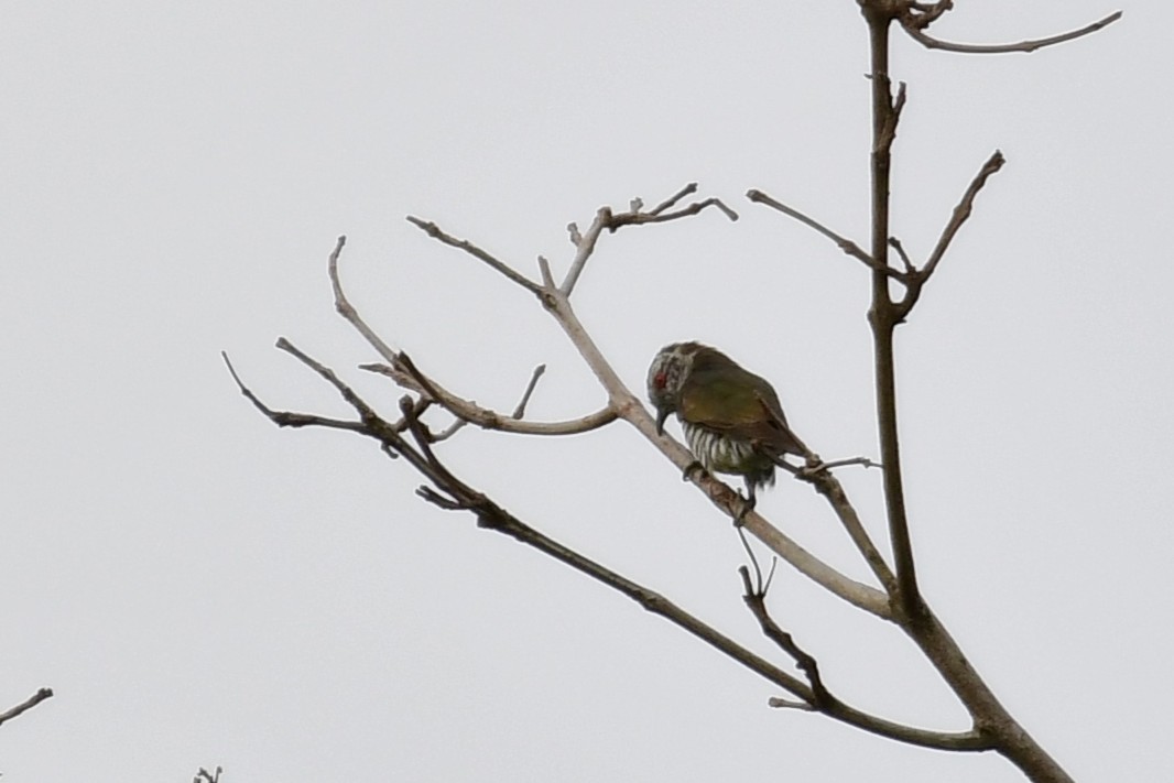 Little Bronze-Cuckoo - ML641550312