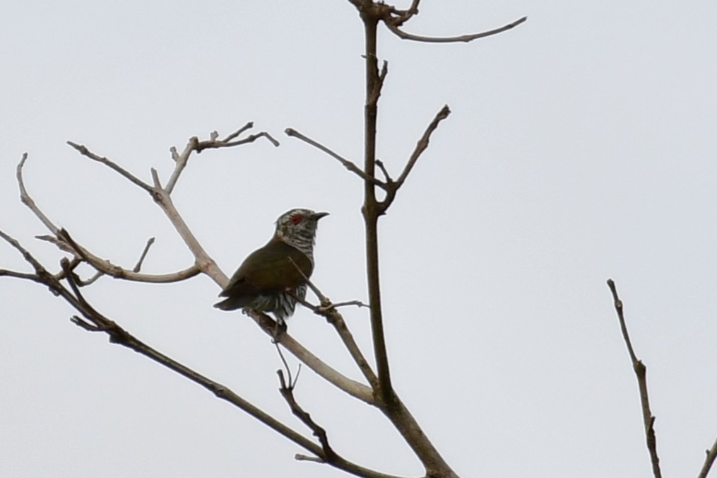 Little Bronze-Cuckoo - ML641550313