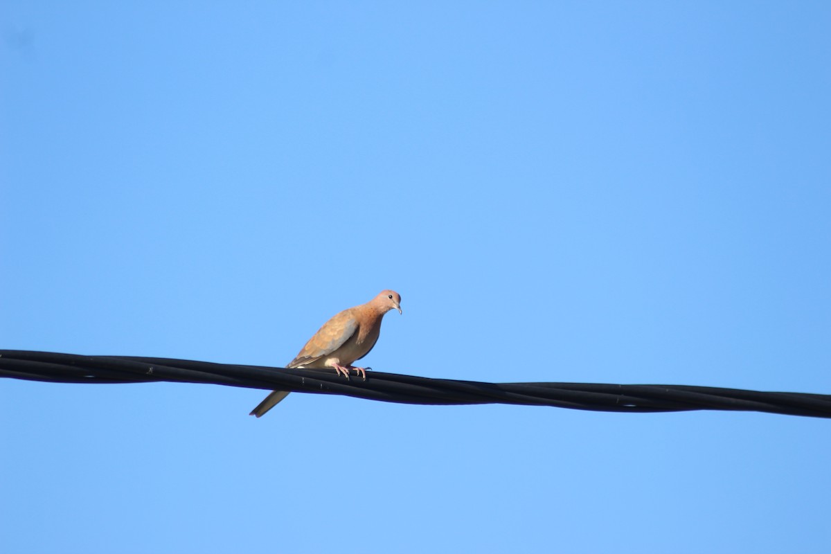 Laughing Dove - ML641550327