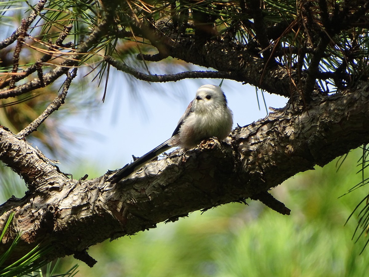 Long-tailed Tit - ML641550333