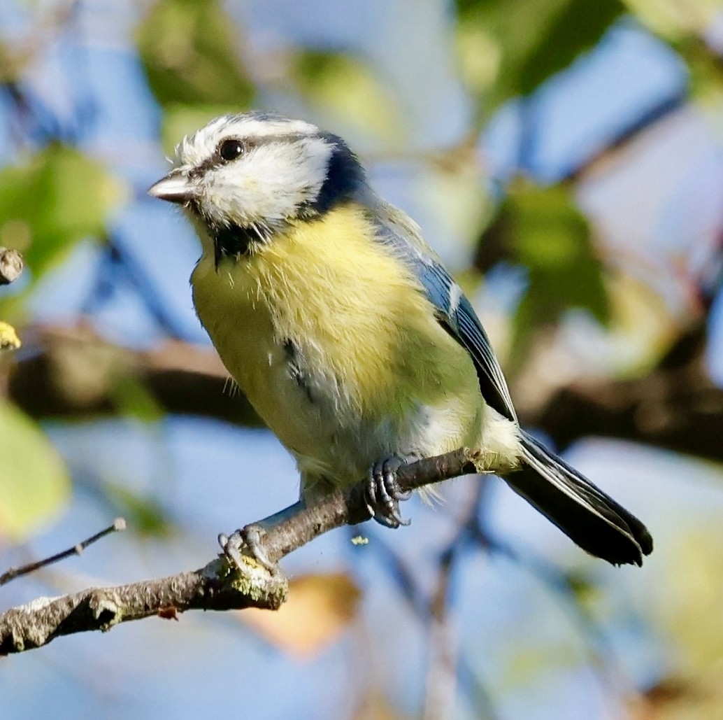 Eurasian Blue Tit - ML641550349
