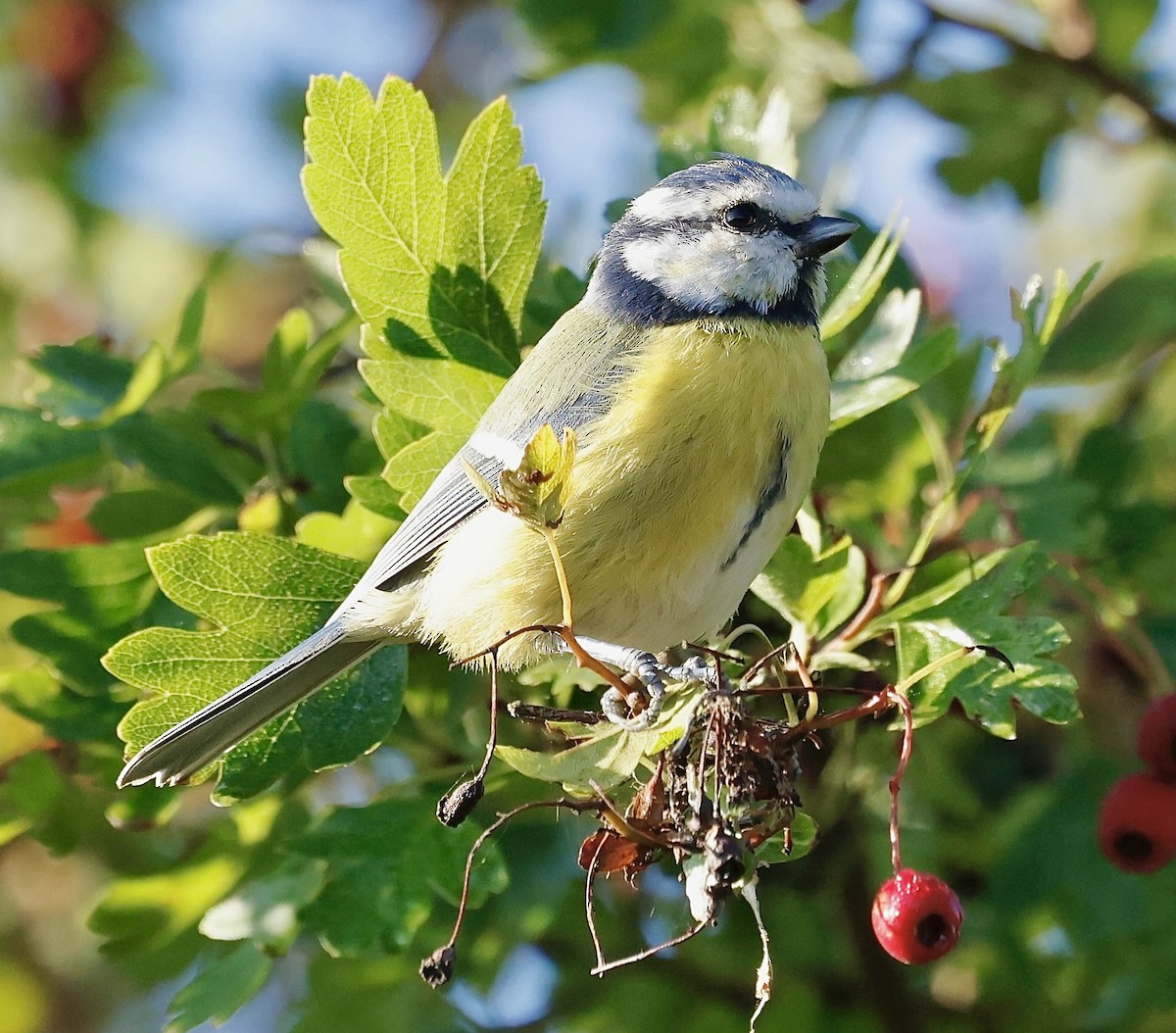 Eurasian Blue Tit - ML641550350