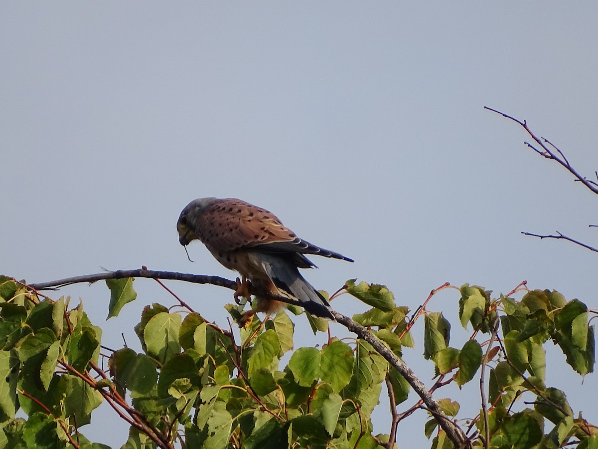 Turmfalke - ML641550353