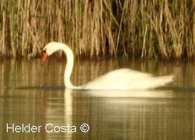 Хуруут хун - ML641550373