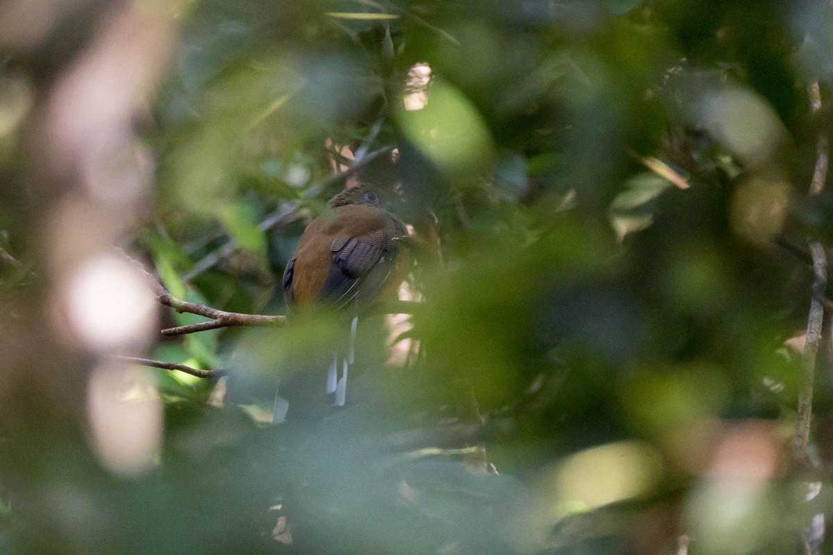 Red-headed Trogon - ML641550386