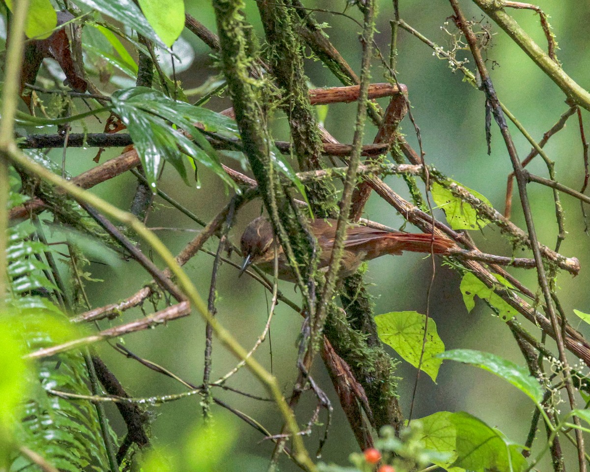 Fawn-throated Foliage-gleaner - ML641550391